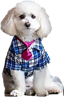 dog image